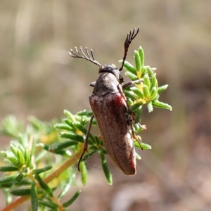 Ripiphoridae (family) at Aranda, ACT - 13 Feb 2023