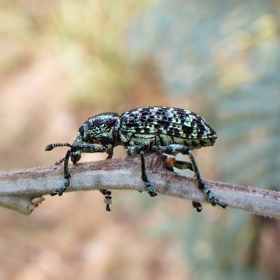 Chrysolopus spectabilis (Botany Bay Weevil) at Point 49 - 13 Feb 2023 by CathB