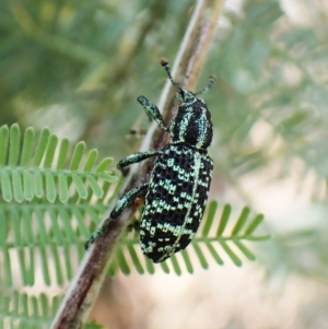 Chrysolopus spectabilis at Aranda, ACT - 13 Feb 2023 04:47 PM