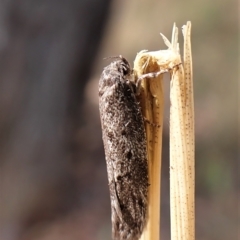 Philobota philostaura at Aranda, ACT - 13 Feb 2023 by CathB