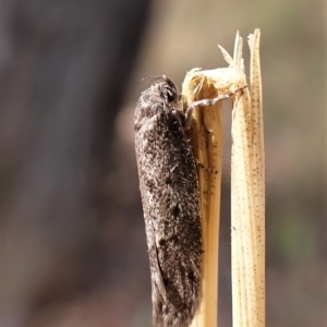 Philobota philostaura at Aranda, ACT - 13 Feb 2023