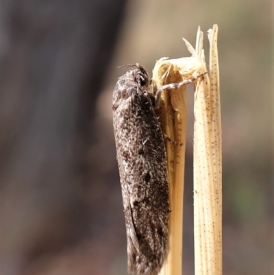 Philobota philostaura at Aranda Bushland - 13 Feb 2023 by CathB