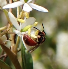 Exoneura sp. (genus) (A reed bee) at Aranda Bushland - 13 Feb 2023 by CathB