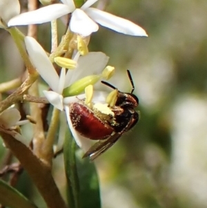 Exoneura sp. (genus) at Undefined Area - 13 Feb 2023