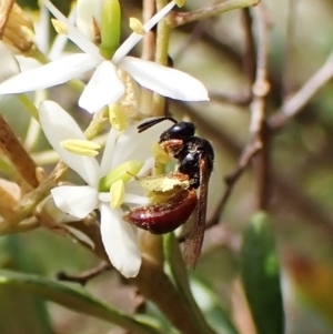 Exoneura sp. (genus) at Undefined Area - 13 Feb 2023