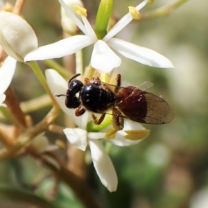 Exoneura sp. (genus) at Undefined Area - 13 Feb 2023