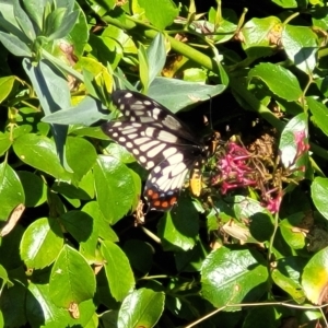 Papilio anactus at Holt, ACT - 14 Feb 2023