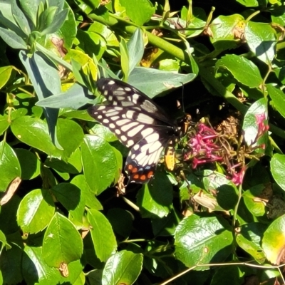 Papilio anactus (Dainty Swallowtail) at Holt, ACT - 14 Feb 2023 by trevorpreston