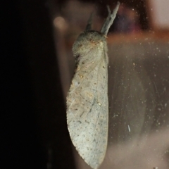 Oxycanus (genus) (Unidentified Oxycanus moths) at Cook, ACT - 11 Feb 2023 by CathB