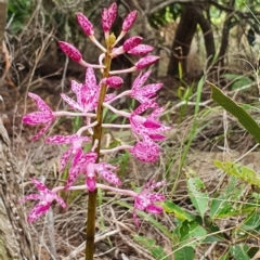Dipodium punctatum (Blotched Hyacinth Orchid) at Eden, NSW - 14 Feb 2023 by Tala88
