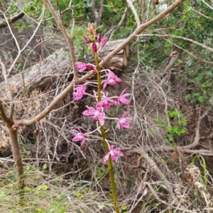 Dipodium punctatum at Eden, NSW - suppressed