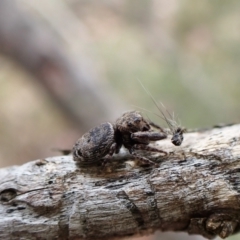 Simaetha sp. (genus) at Aranda, ACT - 9 Feb 2023 by CathB