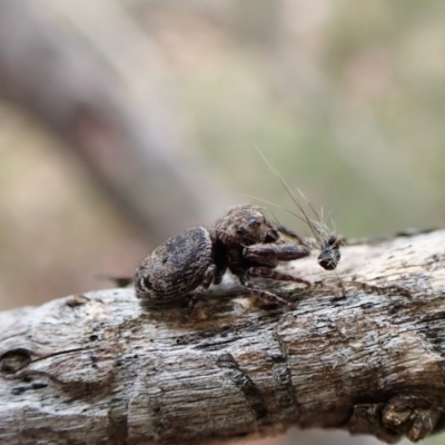 Simaetha sp. (genus) at Aranda Bushland - 9 Feb 2023 by CathB