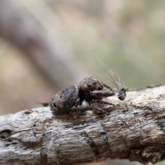 Unidentified Jumping & peacock spider (Salticidae) (TBC) at Molonglo Valley, ACT - 9 Feb 2023 by CathB