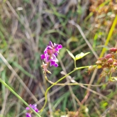 Glycine tabacina (Variable Glycine) at Isaacs Ridge and Nearby - 14 Feb 2023 by Mike