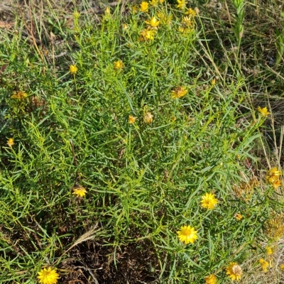 Xerochrysum viscosum (Sticky Everlasting) at Isaacs Ridge and Nearby - 14 Feb 2023 by Mike