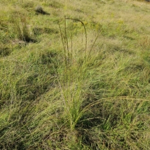 Sporobolus creber at Jerrabomberra, ACT - 14 Feb 2023