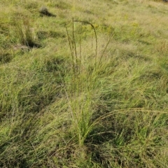 Sporobolus creber (Slender Rat's Tail Grass) at Jerrabomberra, ACT - 14 Feb 2023 by Mike