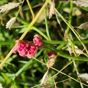 Haloragis heterophylla at Jerrabomberra, ACT - 14 Feb 2023