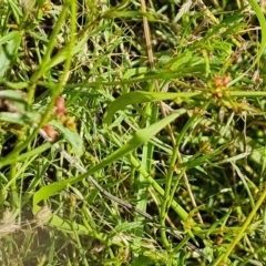 Haloragis heterophylla at Jerrabomberra, ACT - 14 Feb 2023 04:46 PM