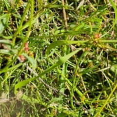 Haloragis heterophylla at Jerrabomberra, ACT - 14 Feb 2023
