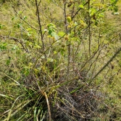 Rosa rubiginosa at Jerrabomberra, ACT - 14 Feb 2023