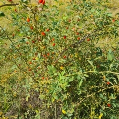 Rosa canina (Dog Rose) at Isaacs Ridge and Nearby - 14 Feb 2023 by Mike