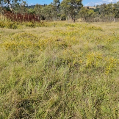 Cyperus eragrostis (Umbrella Sedge) at Jerrabomberra, ACT - 14 Feb 2023 by Mike