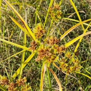 Cyperus eragrostis at Jerrabomberra, ACT - 14 Feb 2023 04:35 PM