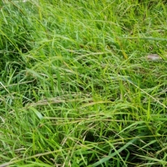 Microlaena stipoides (Weeping Grass) at Jerrabomberra, ACT - 14 Feb 2023 by Mike