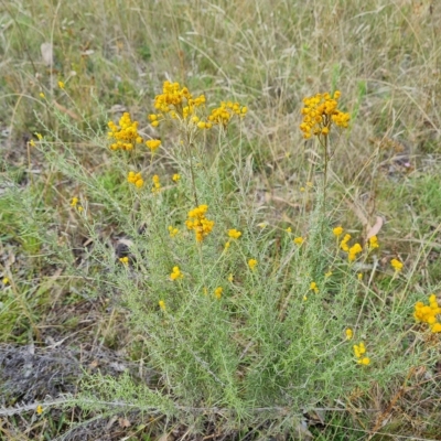 Chrysocephalum semipapposum (Clustered Everlasting) at Jerrabomberra, ACT - 14 Feb 2023 by Mike