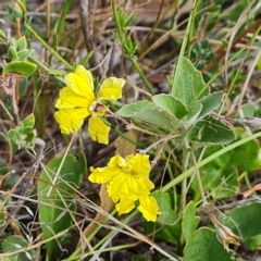 Goodenia hederacea (Ivy Goodenia) at Jerrabomberra, ACT - 14 Feb 2023 by Mike