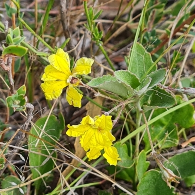 Goodenia hederacea (Ivy Goodenia) at Isaacs Ridge and Nearby - 14 Feb 2023 by Mike