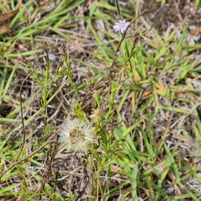 Vittadinia muelleri (Narrow-leafed New Holland Daisy) at Isaacs Ridge - 14 Feb 2023 by Mike