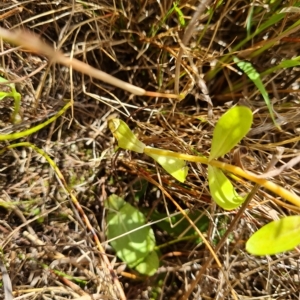 Centaurium tenuiflorum at Isaacs Ridge and Nearby - 14 Feb 2023 03:50 PM