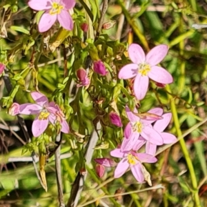 Centaurium tenuiflorum at Isaacs Ridge and Nearby - 14 Feb 2023 03:50 PM