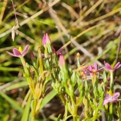 Centaurium tenuiflorum at Isaacs Ridge and Nearby - 14 Feb 2023 03:50 PM