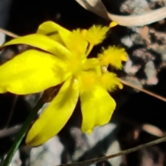 Tricoryne elatior (Yellow Rush Lily) at Isaacs Ridge and Nearby - 14 Feb 2023 by Mike