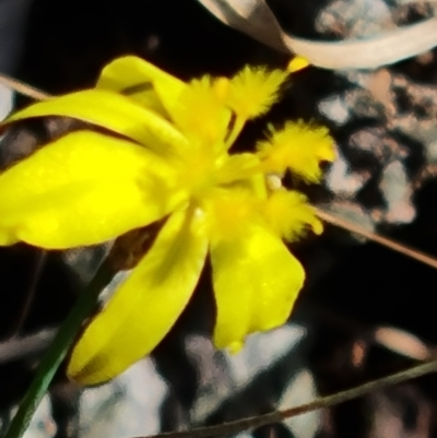 Tricoryne elatior (Yellow Rush Lily) at Jerrabomberra, ACT - 14 Feb 2023 by Mike