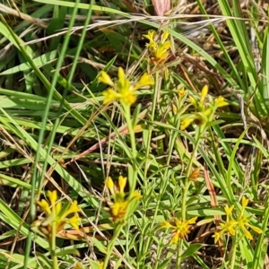 Pimelea curviflora at Jerrabomberra, ACT - 14 Feb 2023 05:47 PM