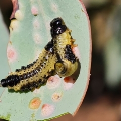 Paropsis atomaria (Eucalyptus leaf beetle) at Isaacs Ridge - 14 Feb 2023 by Mike