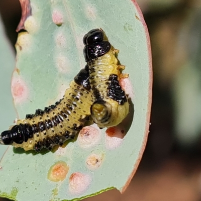 Paropsis atomaria (Eucalyptus leaf beetle) at Isaacs Ridge and Nearby - 14 Feb 2023 by Mike