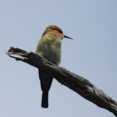 Merops ornatus (Rainbow Bee-eater) at Booth, ACT - 14 Feb 2023 by HelenCross