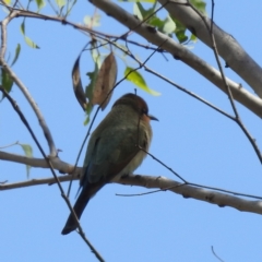 Merops ornatus at Booth, ACT - 14 Feb 2023