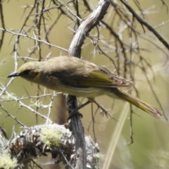 Ptilotula fusca (Fuscous Honeyeater) at Namadgi National Park - 14 Feb 2023 by HelenCross