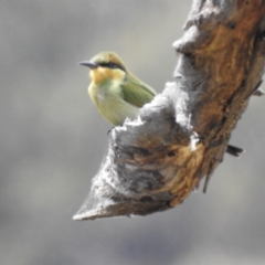 Merops ornatus (Rainbow Bee-eater) at Booth, ACT - 14 Feb 2023 by HelenCross