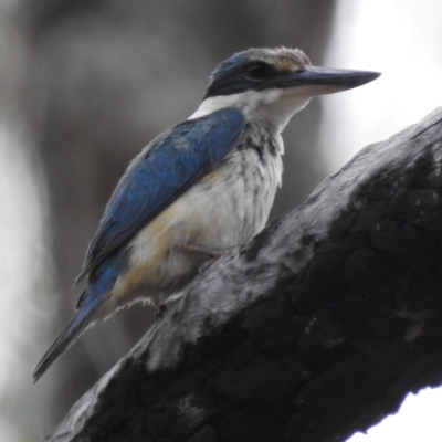 Todiramphus sanctus (Sacred Kingfisher) at Namadgi National Park - 14 Feb 2023 by HelenCross