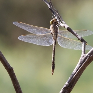 Anax papuensis at Yackandandah, VIC - 13 Feb 2023 09:58 AM