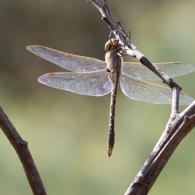 Unidentified Dragonfly (Anisoptera) at Yackandandah, VIC - 12 Feb 2023 by KylieWaldon