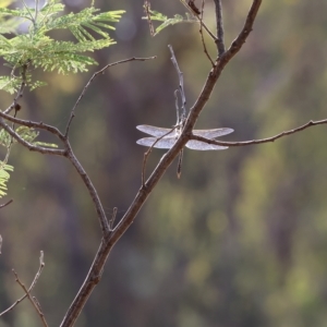 Anax papuensis at Yackandandah, VIC - 13 Feb 2023 09:58 AM